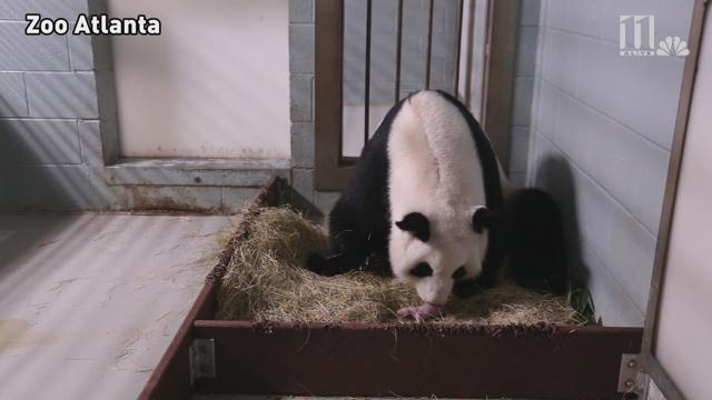 Giant Panda Lun Lun gives birth to twins at Zoo Atlanta!