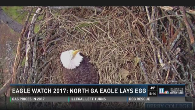 11alive.com | WATCH LIVE: Local bald eagle cam streaming in Mt. Berry
