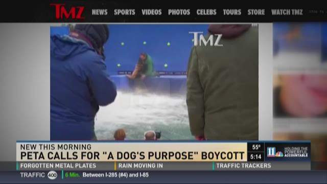 tmz a dogs purpose video