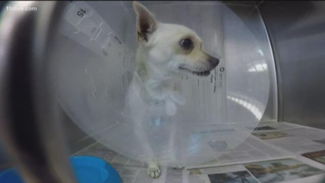 dekalb county animal adoption center