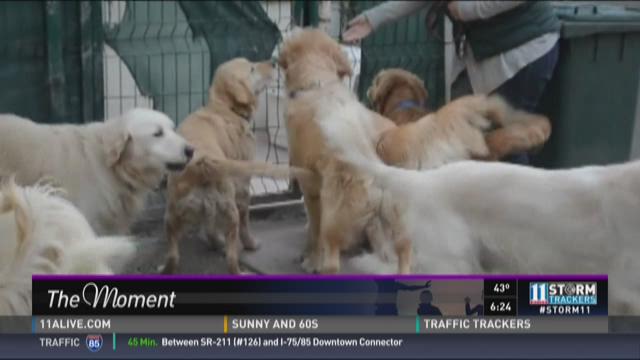 100th Golden Retriever Rescued From Turkey Arrives In Atlanta